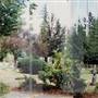 Mount Angel Benedictine Cemetery