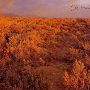 Oregon Trail Ruts