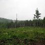 Clear Cut - Elwood Road