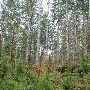 Clatsop State Forest