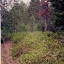McKenzie Pass Forest