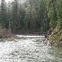 Clackamas River - Confluence & Fish Creek