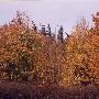 Columbia Gorge fall colors