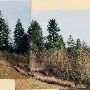 Koch Property