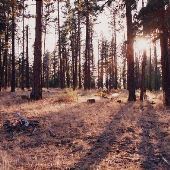 Pine Forest