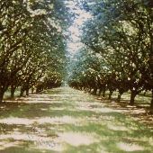 Various Orchards