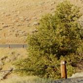 Road to Wamic - The Dalles