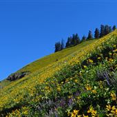 Dog Mountain (CGNSA-WA)