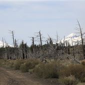Dead Forest (Sisters)