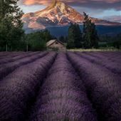 Lavender Valley Farms