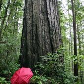 Oregon Redwoods Barrier Free Trail 1106