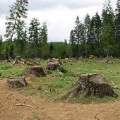 Clear Cut - Linda Wait