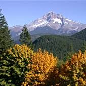 Fall Colors - Mt Hood Foothills