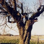 Blount Road Oak Trees