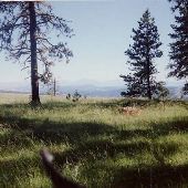 Dog Fight Corrals Area