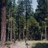 Glenbrook Nickel Company Forests