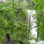 Silver Falls State Park