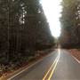 Timber Road
