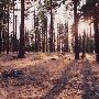 Pine Forest