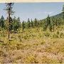 Ponderosa Meadows
