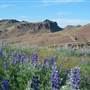 Long Gulch