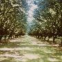 Various Orchards
