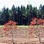 Don Schmidt Nursery