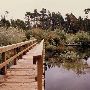 Swamps