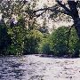 McKenzie River