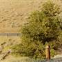 Road to Wamic - The Dalles
