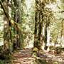 Old Salmon River Trail