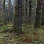 Silver Falls State Park