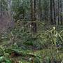 Silver Falls State Park