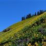 Dog Mountain (CGNSA-WA)