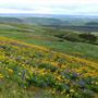 Columbia Hills Historical State Park (WA)