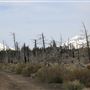 Dead Forest (Sisters)