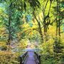 McKenzie River Viewpoint