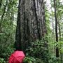 Oregon Redwoods Barrier Free Trail 1106