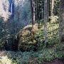 Silver Falls State Park