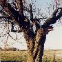 Blount Road Oak Trees