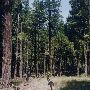 Glenbrook Nickel Company Forests