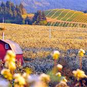 Hood River and Columbia River Gorge Orchards