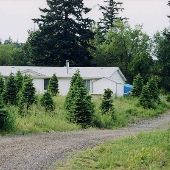 Christmas Tree Farm