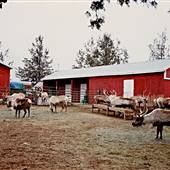 Operation Santa Claus (Reindeer Farm)