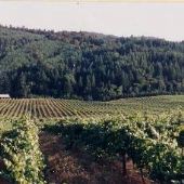 Pfeiffer Vineyards - Junction City