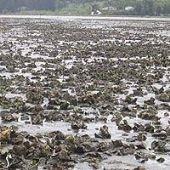 Clausen Oyster Farm