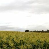 Sauvie Island  - Farms