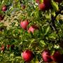 Davis Orchards Inc.