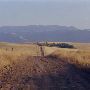 Kent Carmen Ranch