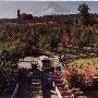 Congdon Orchards
